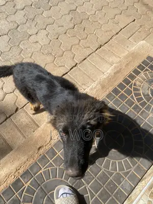 3-6 months Female Purebred German Shepherd