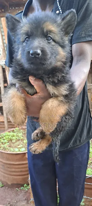 1-3 months Female Purebred German Shepherd