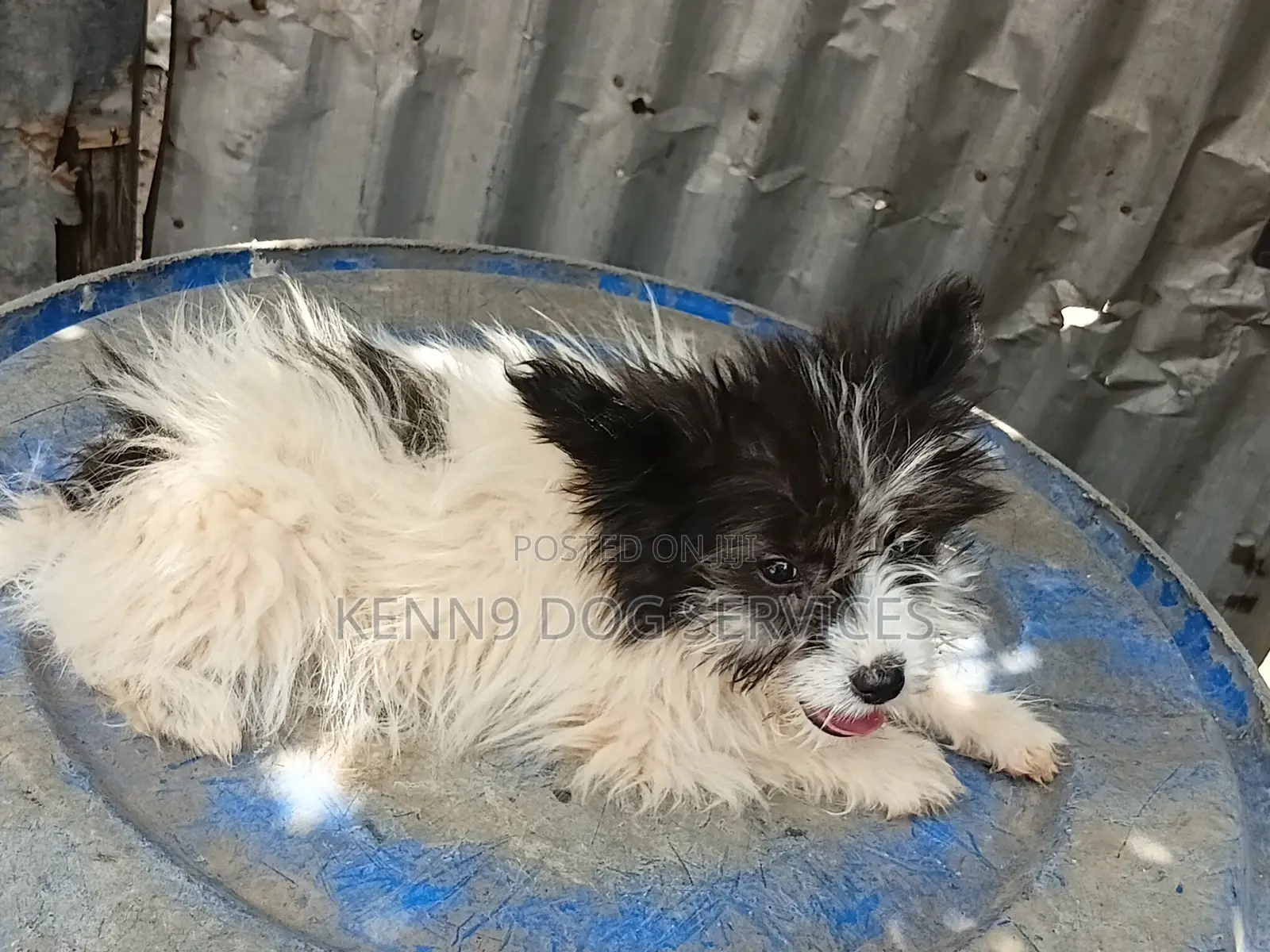 1-3 months Male Purebred Papillon