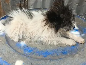 1-3 months Male Purebred Papillon