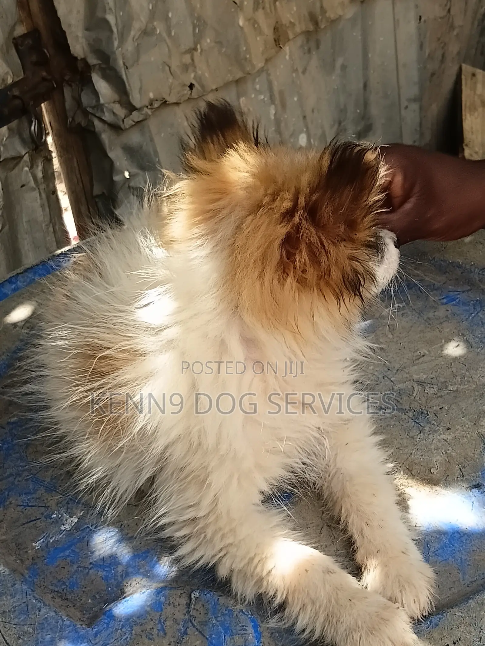 1-3 months Male Purebred Papillon