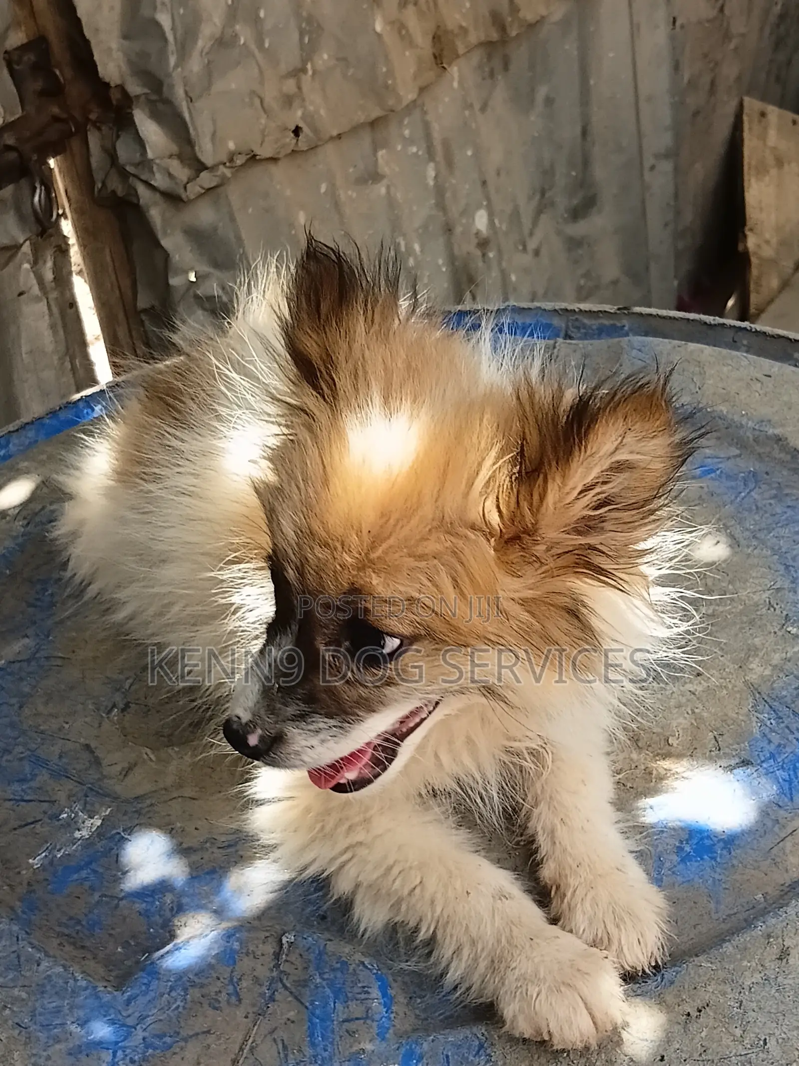 1-3 months Male Purebred Papillon