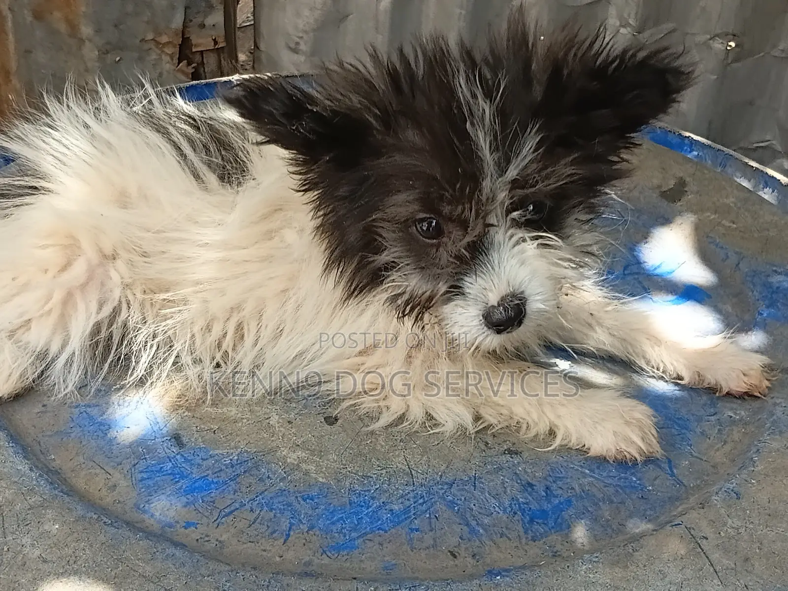 1-3 months Male Purebred Papillon