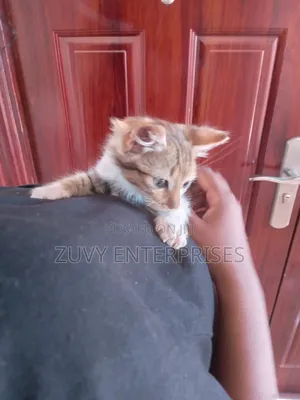 3-6 months Male Mixed Breed Tabby