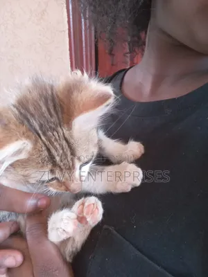 3-6 months Male Mixed Breed Tabby