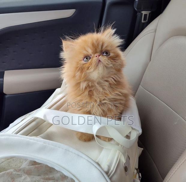 1-3 months Male Purebred Persian