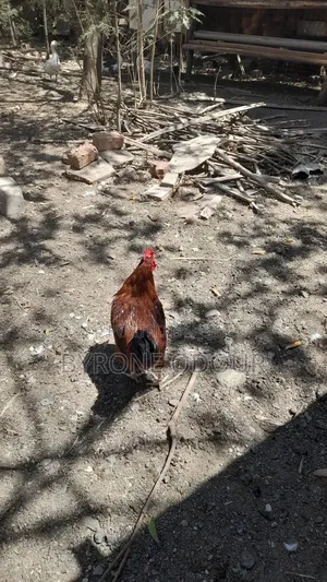 Free Range Njogoo's for Healthy Meat, Breeding