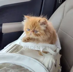 1-3 months Male Purebred Persian