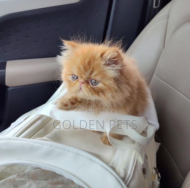 1-3 months Male Purebred Persian
