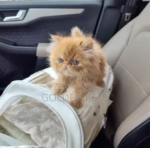 1-3 months Male Purebred Persian