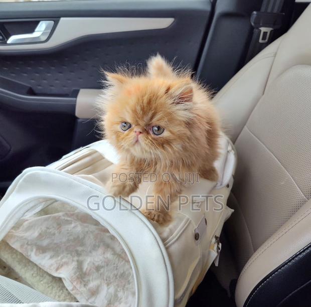 1-3 months Male Purebred Persian