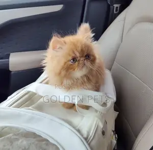 1-3 months Male Purebred Persian