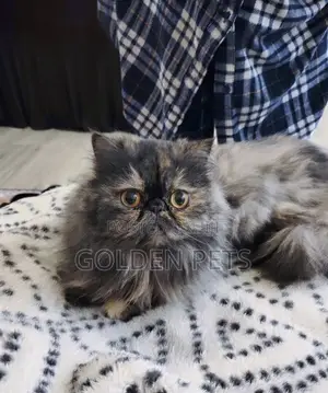 6-12 months Female Purebred Persian