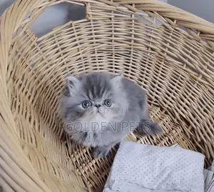 1-3 months Male Purebred Persian