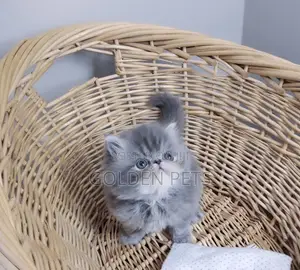 1-3 months Male Purebred Persian