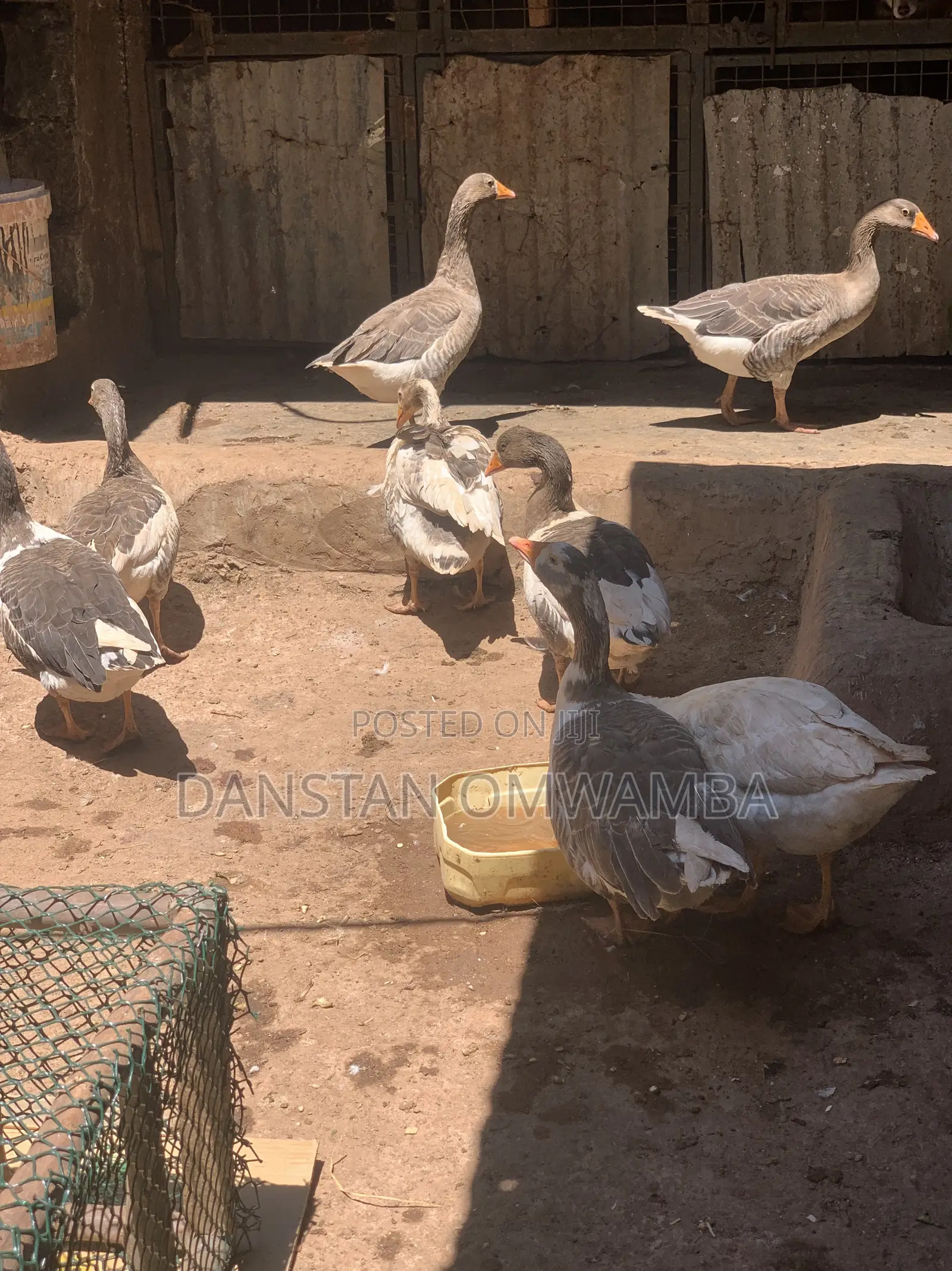 Geese Birds for Sale