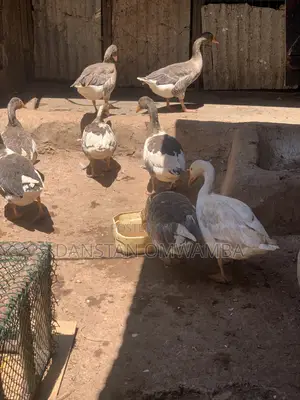 Geese Birds for Sale