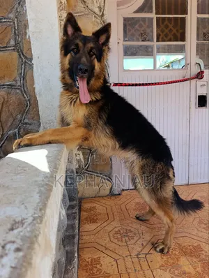 6-12 months Male Purebred German Shepherd