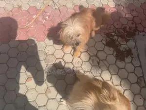 6-12 months Male Purebred Japanese Spitz