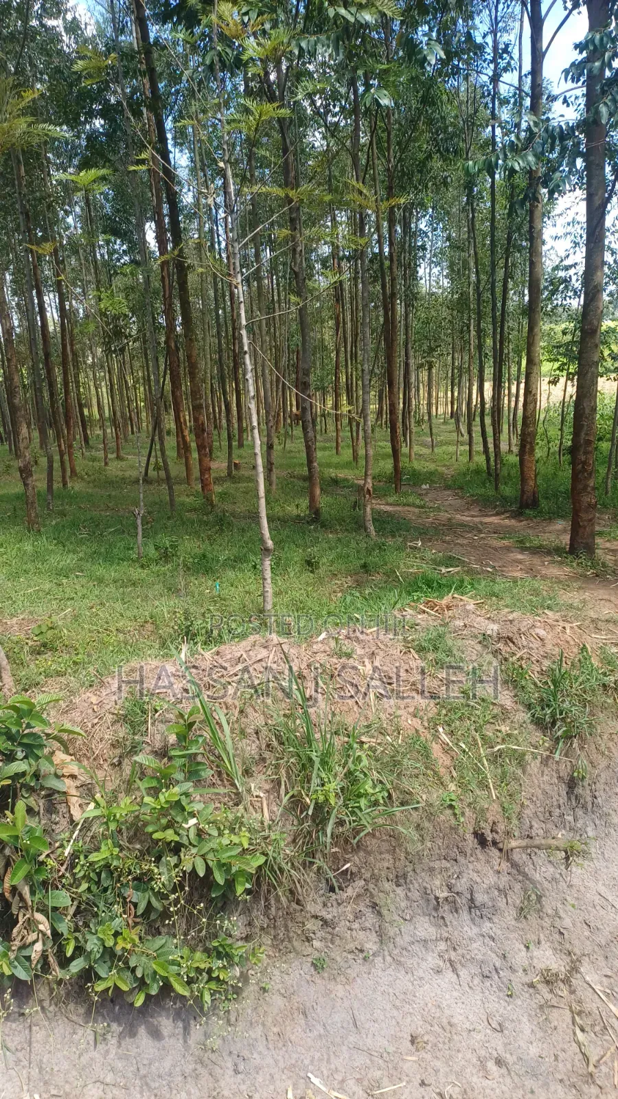 3acres Matungu on Sale.