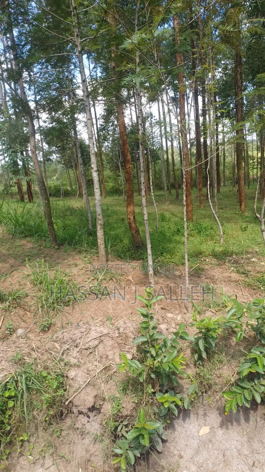 3acres Matungu on Sale.