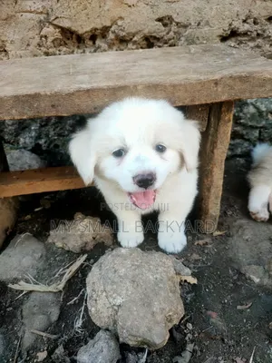 0-1 month Male Mixed Breed Dog