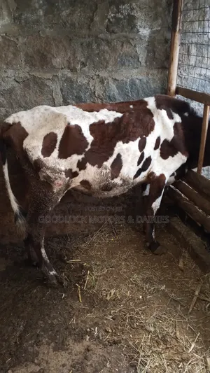 Quick Sale of Ayshire Dairy Cow