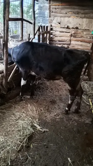 Quick Sale of Friesian Pedigree Bullying Heifer