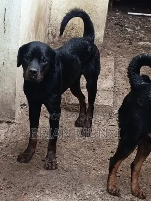 1+ year Male Purebred Rottweiler