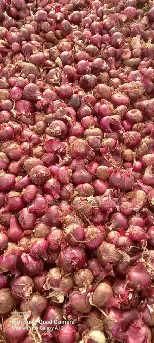 Red Onions 4.5 Tons