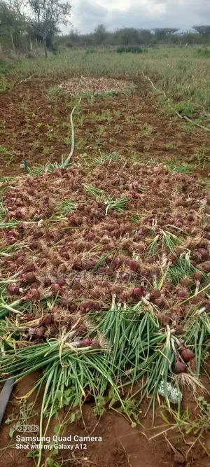 Red Onions 4.5 Tons