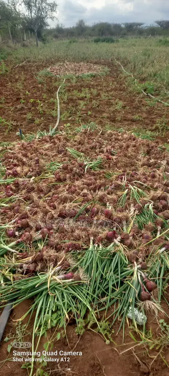 Red Onions 4.5 Tons