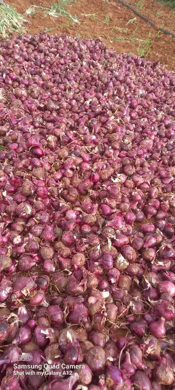 Red Onions 4.5 Tons