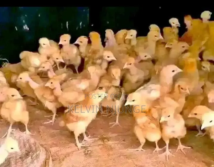 Incubator Machine 204 Eggds