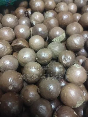 Fresh From Farm Macadamia Nuts for Sale