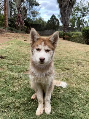 1-3 months Female Purebred Siberian Husky