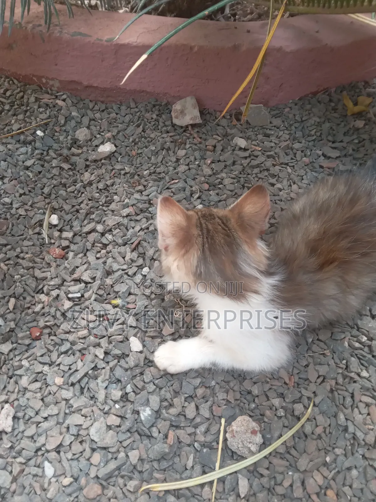 3-6 months Male Mixed Breed Tabby