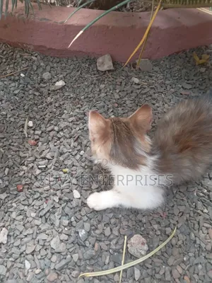 3-6 months Male Mixed Breed Tabby