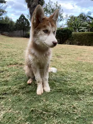1-3 months Female Purebred Siberian Husky