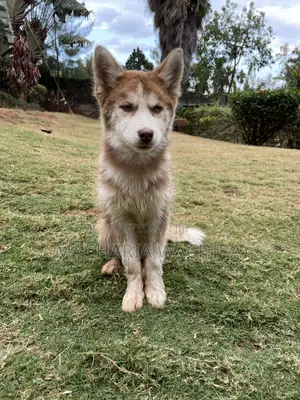 1-3 months Female Purebred Siberian Husky