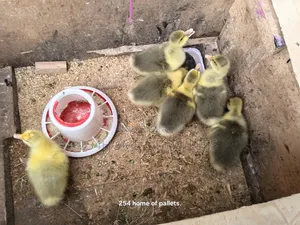 2 Weeks Old Healthy Gooselings.