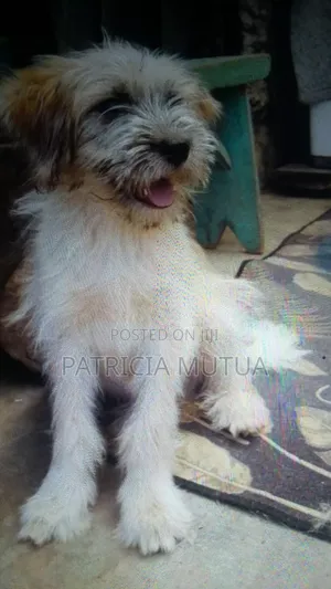 3-6 months Male Purebred Maltese