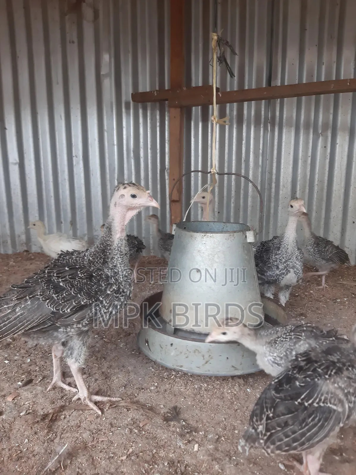 Turkey Poults