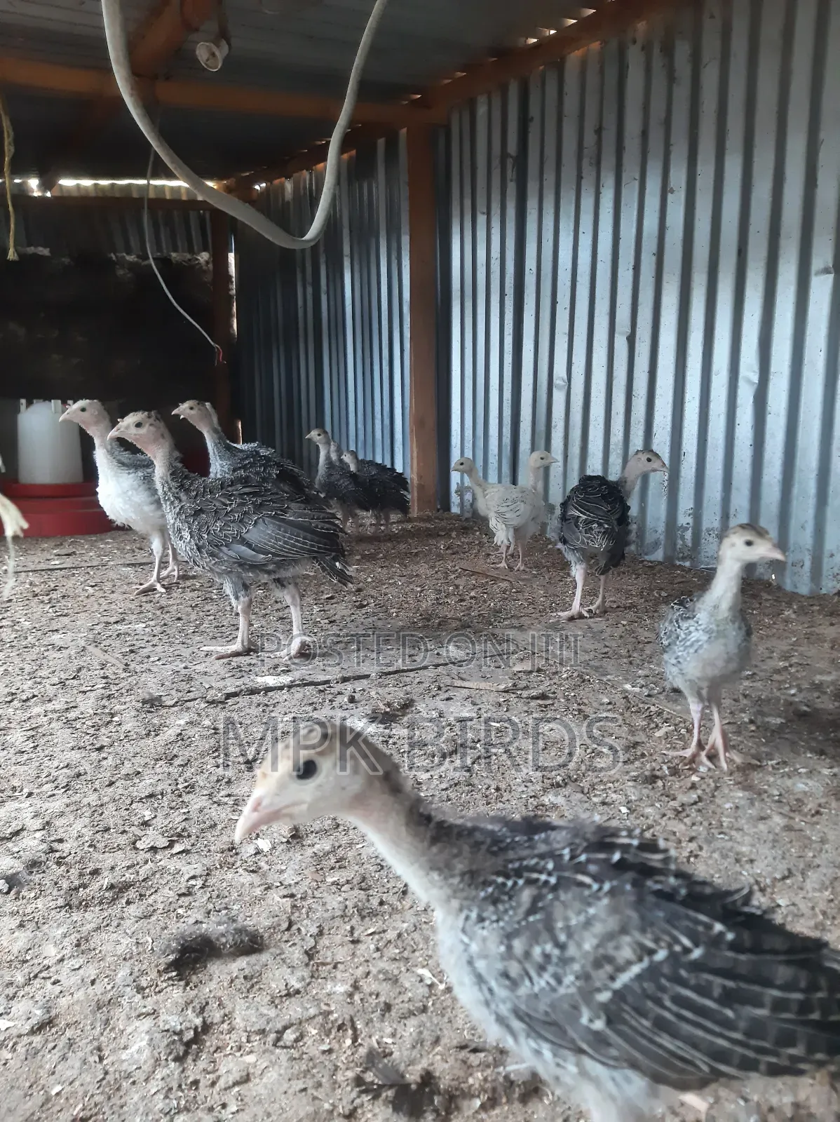 Turkey Poults