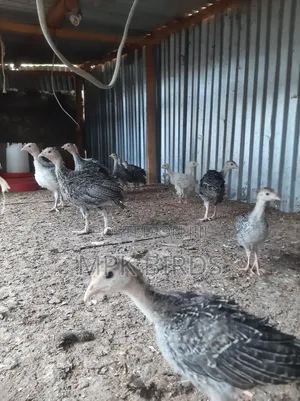 Turkey Poults
