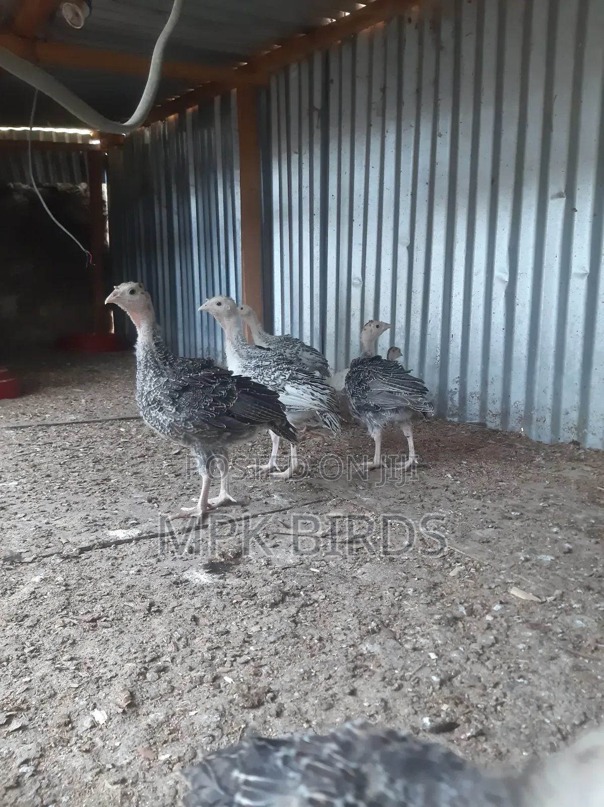 Turkey Poults