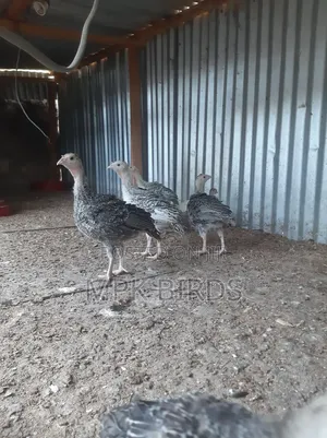 Turkey Poults
