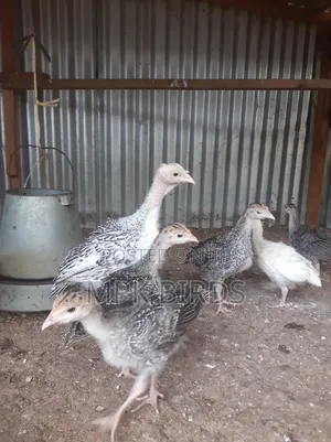 Turkey Poults