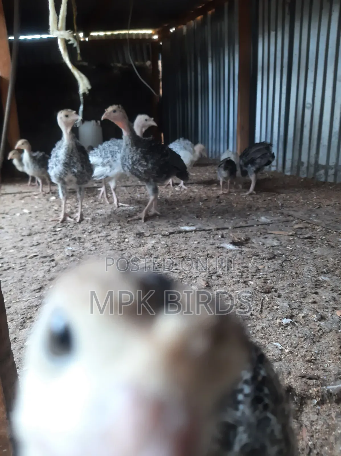 Turkey Poults
