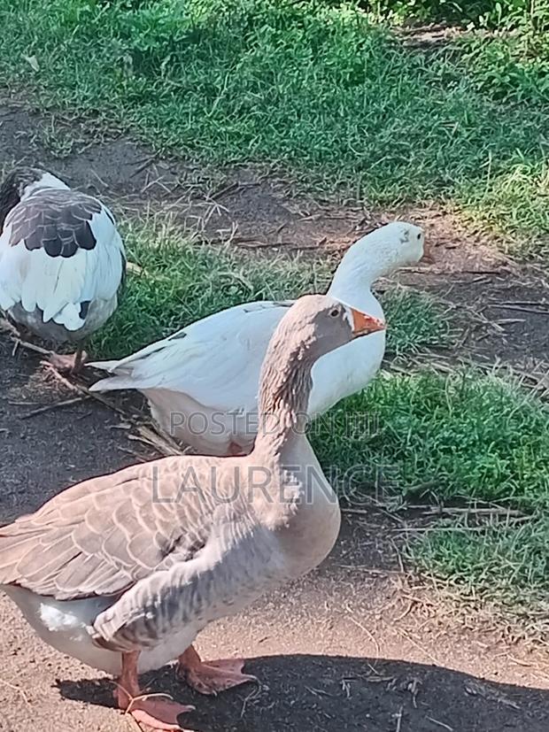Goose for Sale